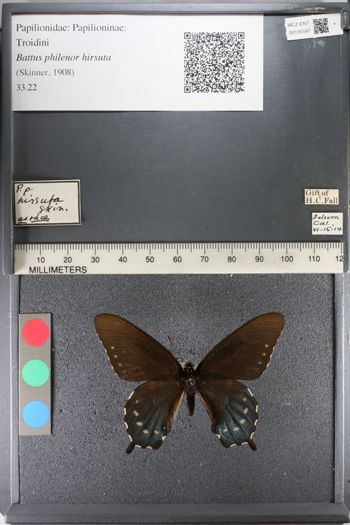 Media type: image;   Entomology 135597